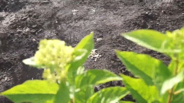 Цветут мои гортензии.Помогите определить сорт. смотреть онлайн