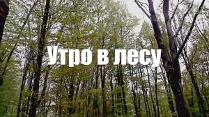 Утро l Лес l Фото природы l Звуки природы для расслабления тела и разума