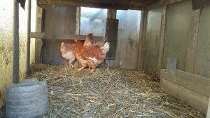 КАК ПОЖИВАЮТ КУРЫ ЛОМАН БРАУН)))//ЧЕМ КОРМИТЬ КУР?//