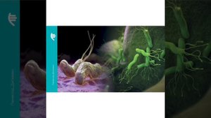 Дигемакс и Панаксод