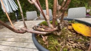 ОСЕННЯЯ ОБРЕЗКА ГОРТЕНЗИИ GREAT STAR