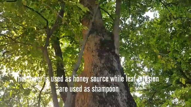 Pterocarpus indicus Willd. Angsana Tree смотреть онлайн