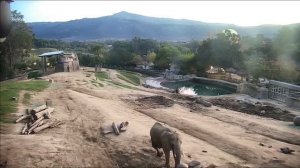 Веб камера зоопарк Сан Диего Слоны/Webcam San Diego zoo Elephants