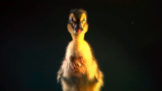 Песня "ПЛАВАЮТ УТЯТА НА ПРУДУ". Музыка Валерия Сёмина на стихи Валерия Калинкина смотреть онлайн