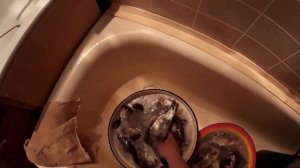 Как я вымачиваю рыбу перед сушкой