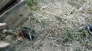 Борьба с кротами - длинная история - часть 5 (20230609)