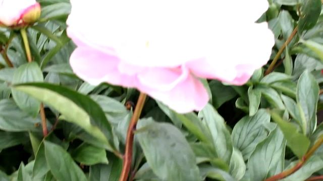 Lactiflora Lady Alexandra Duff | R2 Flowers BV | Peonies смотреть онлайн