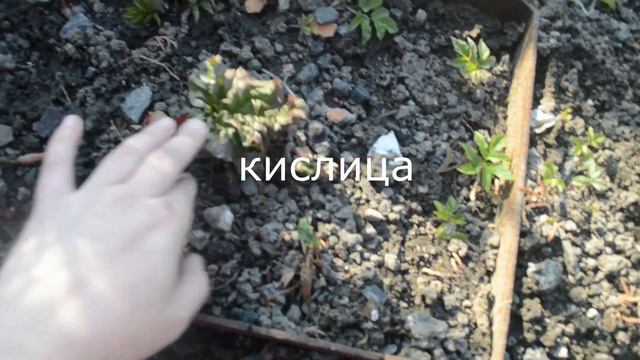 🌹Как переночевала моя рассада в теплице?💖Открытие сезона,погуляем по участку🌺 смотреть онлайн