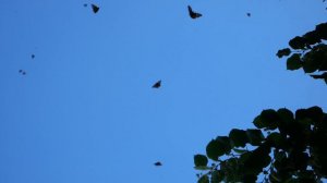 МИГРАЦИЯ АФРИКАНСКИХ БАБОЧЕК