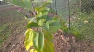 Посадка яблонь и груш.