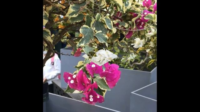 Bougainvillea Flower Show//The 22nd Shenzhen Bougainvillea Show 2020[ Chinna] смотреть онлайн
