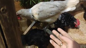 У вас вонь в курятнике? Не знаете как избавиться от запаха аммиака. Самый дешёвый способ.