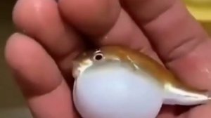 Рыба фугу как надулась \\рыба фугу\\тетрадон надулся