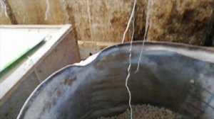 Бык на откорм. Как и Чем кормим телёнка #Откорм_быков#как_кормить_быка#Бык#Телёнок#кормдлябыков#КРС