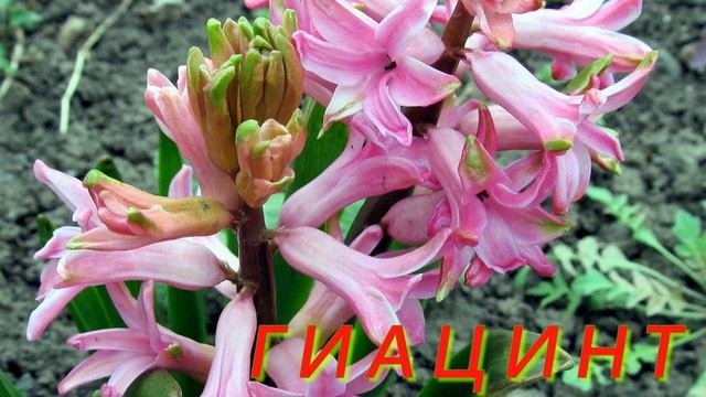 Луковичные многолетники для ранней весны