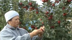 пепинчик красноярский