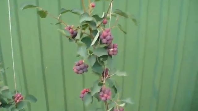 ирга ХОНЕЙВУД УРОЖАЙ 2021. Irga Honeywoods super harvest. смотреть онлайн