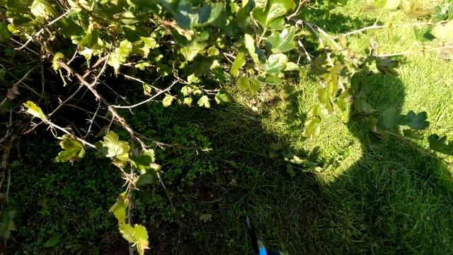 ПОМОГИ КРЫЖОВНИКУ после сбора урожая! Простые правила! смотреть онлайн