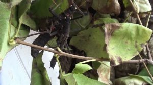 Перуанские палочники.