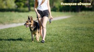 Лучший компаньон и защитник 8 пород собак для женщин Dog breeds for women