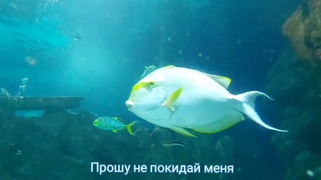 Невероятно трогатальный романс? #Поговорисомноюдруг  #авторпесен #video #светланаклимовабабичева