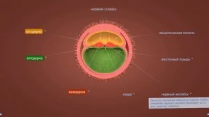 Внутриутробное развитие человека | Анатомия человека | Биология