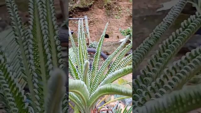 adorable young plant sprout #satisfying #short