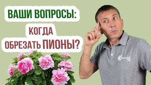 Обрезка пионов осенью: зачем, когда и как? Как обрезать пионы после цветения осенью
