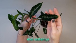 Сингониум Вендланда