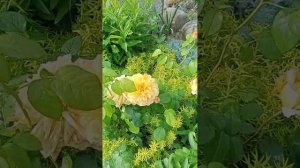 Родовое поместье Ольги Журбиной ПРП «Ведруссия» Краснодарский край.