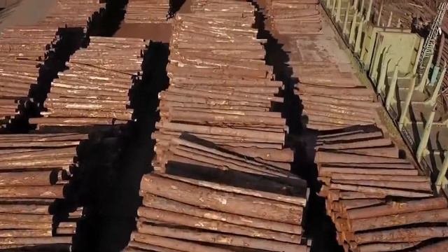 В России введены новые ограничения на вывоз леса