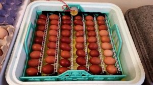 ЗАКЛАДКА ЯИЦ В ИНКУБАТОР! СЕКРЕТЫ УСПЕШНОЙ ИНКУБАЦИИ. СУПЕР РЕЗУЛЬТАТЫ. МЫТЬ ИЛИ НЕ МЫТЬ ЯЙЦА?