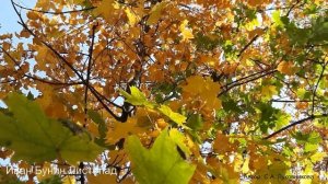 Иван Бунин Листопад: читает С.А. Луковникова