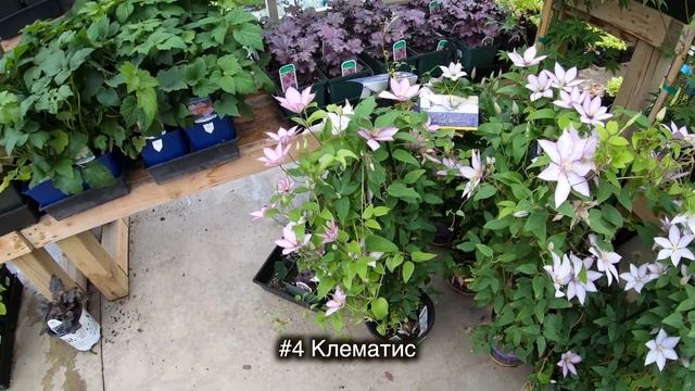 10 Многолетних Цветов Которые Нельзя Сажать В Тени смотреть онлайн