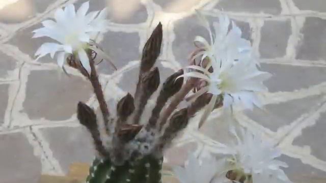 Echinopsis Subdenudata