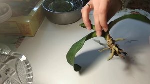 Орхидея в гидро-гелевых шариках. (как садить орхидею в гидро-гелевых шариках)