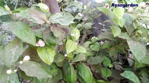 How to get More Flowers / Best Fertlizars For Jasmine || Mogra/ Jasmine Plant Care