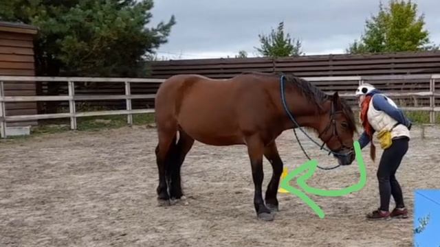 Разбор гимнастического теста на 2х видео соревнованиях по системе Liberty Horse смотреть онлайн