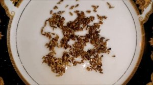 КАК ПОСАДИТЬ АСТРЫ НА РАССАДУ