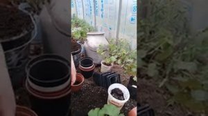 Пересадка пеларгоний)) сажаю в перегной)