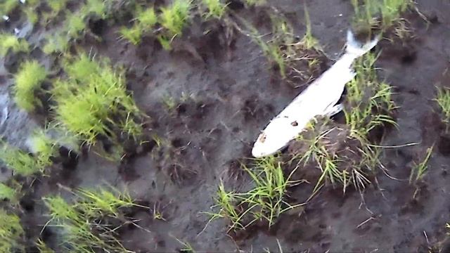 Дохлая рыба на берегу оз.  Мылки Комсомольска-на-Амуре. Конец мая 2022 года смотреть онлайн