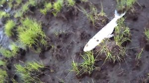 Дохлая рыба на берегу оз.  Мылки Комсомольска-на-Амуре. Конец мая 2022 года