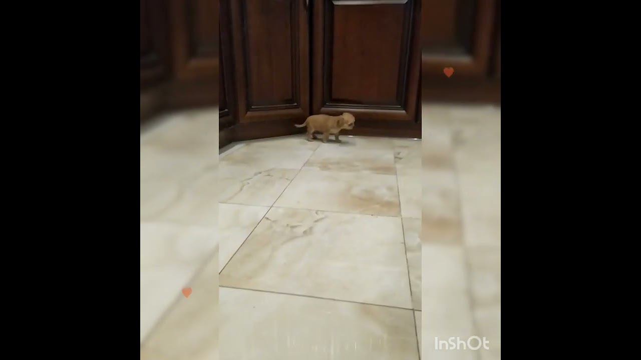 #чихуахуа #щенкичихуахуа #красивыечихуахуа