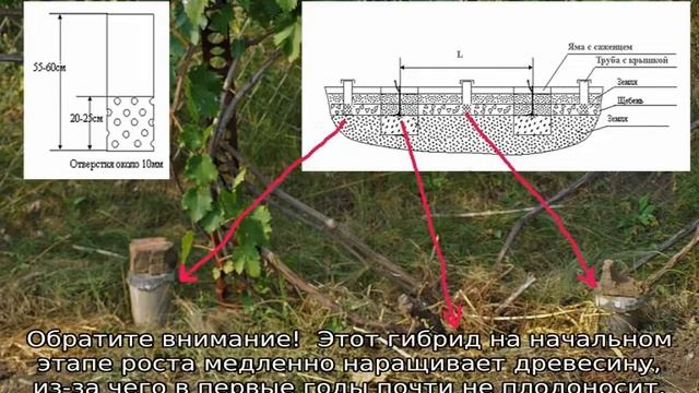 Короб для винограда на зиму своими руками