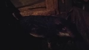 венгерская мангалица. самая убогая порода свиней  в жизни  👎👎👎