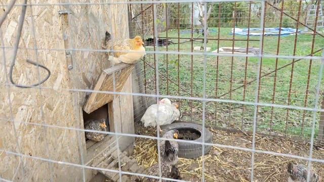 Черная КОШКА перешла ДОРОГУ?⬛ /ОСЕНЬ Цветут РОЗЫ, ПОСПЕВАЕТ ИНЖИР, ?/ В ОЖИДАНИИ РАЗНОЦВЕТНЫХ ЯИЦ смотреть онлайн