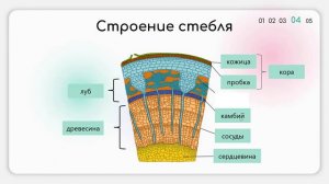 Побег. Стебель/Подготовка к ОГЭ/
