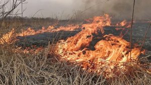 Поджоги травы и мусора: опасность и ответственность