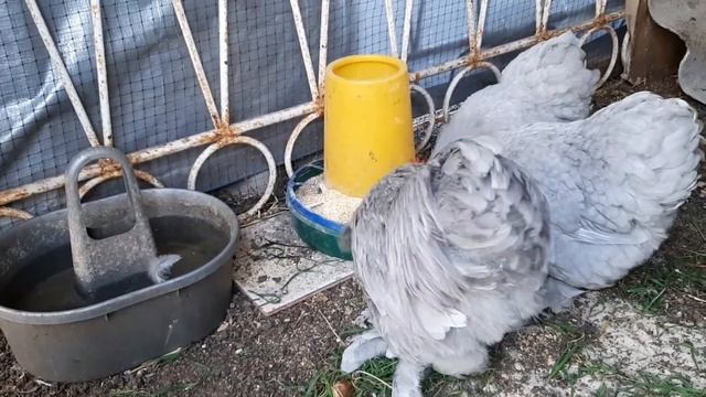 Кохинхин карликовый, голубой.