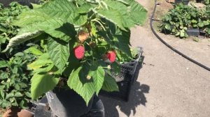 Малина Маравилла в 12 литровом контейнере.